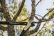 Большой контактный сучкорез Fiskars PowerGear L77 (1000583) 1000583 фото 7